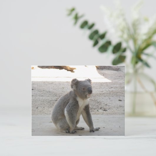Niedlich Koala Postkarte (Stehend Vorderseite)