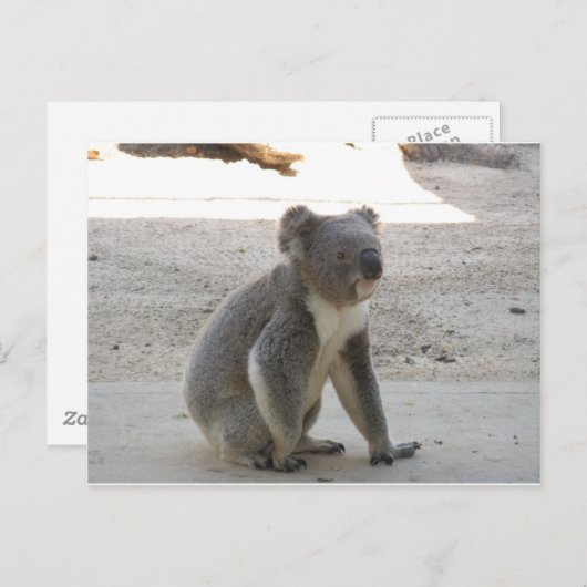 Niedlich Koala Postkarte (Vorne/Hinten)