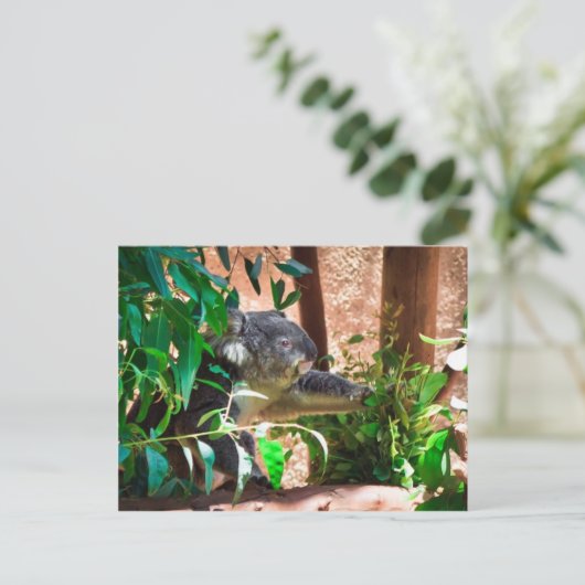 Niedlich Koala Postkarte (Stehend Vorderseite)
