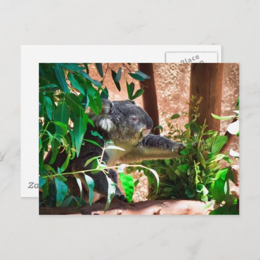 Niedlich Koala Postkarte (Vorne/Hinten)