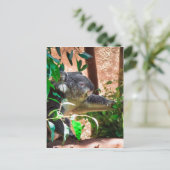Niedlich Koala Postkarte (Stehend Vorderseite)