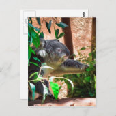 Niedlich Koala Postkarte (Vorne/Hinten)