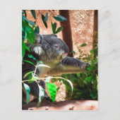 Niedlich Koala Postkarte (Vorderseite)