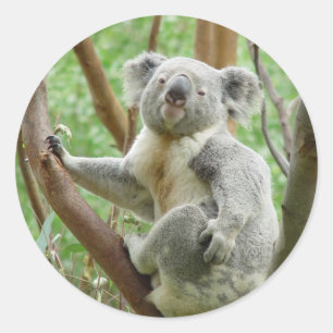 Niedlich Koala Runder Aufkleber