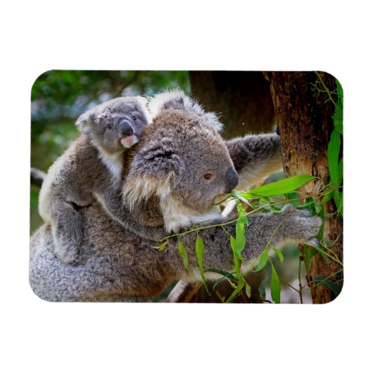 Niedlich Koalas Magnet (Horizontal)