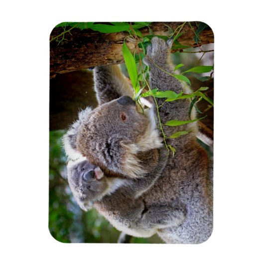 Niedlich Koalas Magnet (Vertikal)