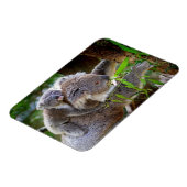 Niedlich Koalas Magnet (Linke Seite)
