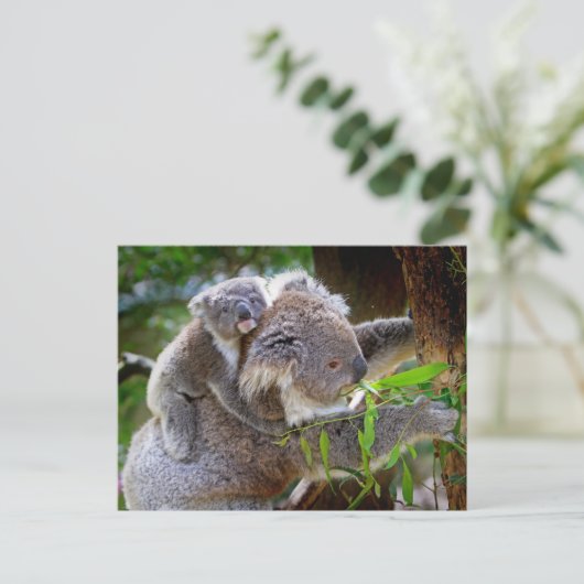 Niedlich Koalas Postkarte (Stehend Vorderseite)