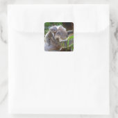 Niedlich Koalas Quadratischer Aufkleber (Tasche)