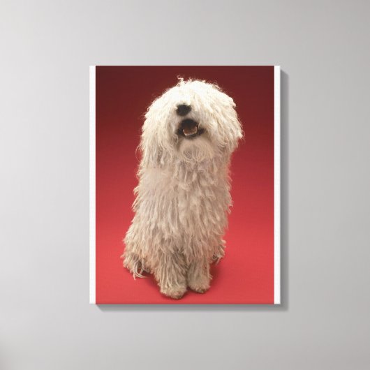Niedlich Komondor Hund Leinwanddruck (Vorderseite)