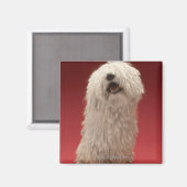 Niedlich Komondor Hund Magnet (Vorderseite/Rückseite)