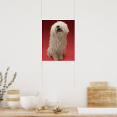 Niedlich Komondor Hund Poster (Küche)