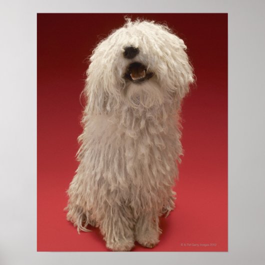 Niedlich Komondor Hund Poster (Vorne)