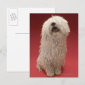 Niedlich Komondor Hund Postkarte (Vorne/Hinten)