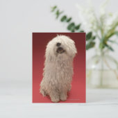 Niedlich Komondor Hund Postkarte (Stehend Vorderseite)