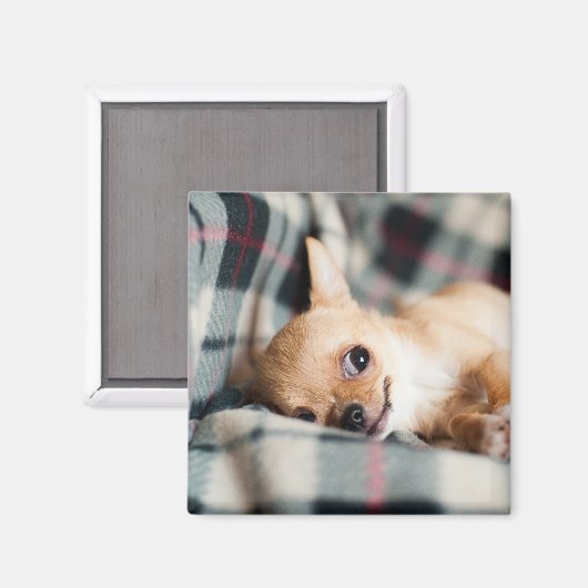 Niedlich Lächeln Chihuahua auf Blanket Magnet (Vorderseite/Rückseite)