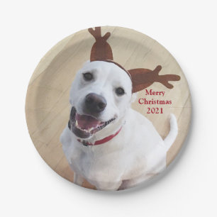 Niedlich Lächelnd White Dog Weihnachtsscheibe Pappteller