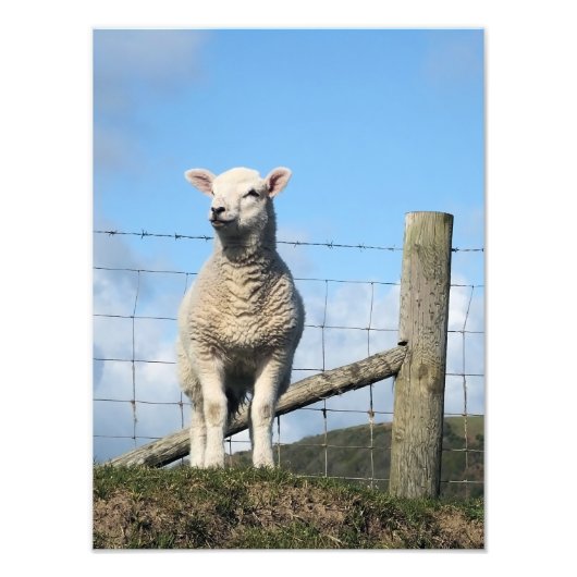 NIEDLICH LAMB FOTODRUCK (Vorne)