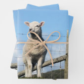 NIEDLICH LAMB GESCHENKPAPIER SET (Beispiel)