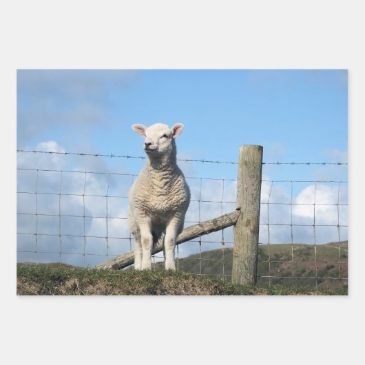 NIEDLICH LAMB GESCHENKPAPIER SET (Vorderseite 3)