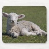 Niedlich Lamb Mousemat Mousepad (Vorne)