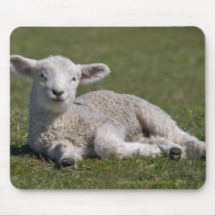 Niedlich Lamb Mousemat Mousepad