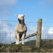 NIEDLICH LAMB POSTER