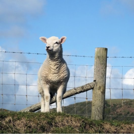 NIEDLICH LAMB POSTER