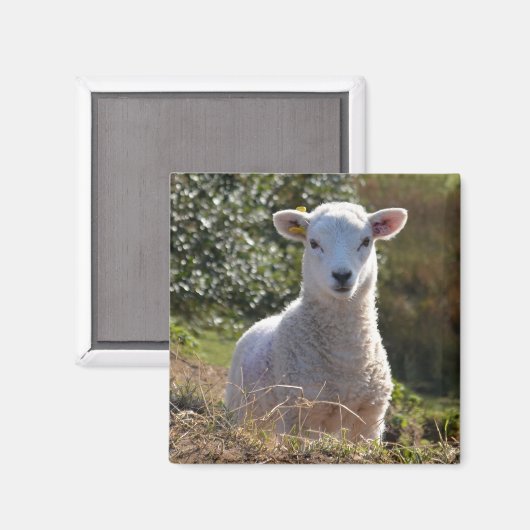 Niedlich Lamm Magnet (Vorderseite/Rückseite)
