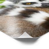 Niedlich Lemur Stripey Schwanz Fotodruck (Ecke)