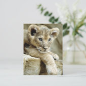 Niedlich Lion Cub Postkarte (Stehend Vorderseite)