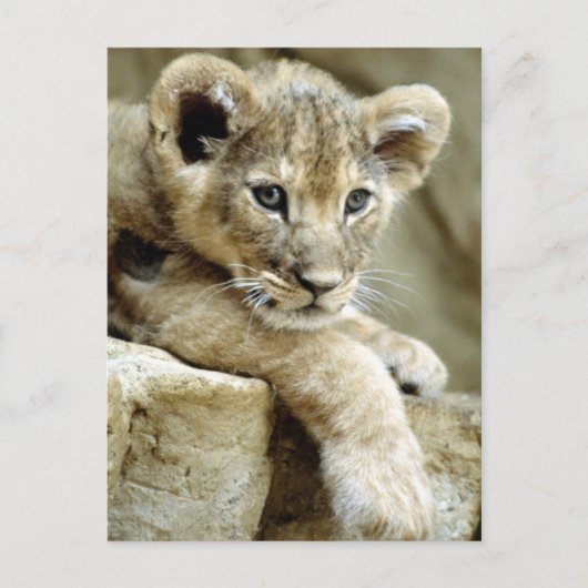 Niedlich Lion Cub Postkarte (Vorderseite)