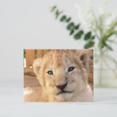 Niedlich Lion Cub Postkarte (Stehend Vorderseite)