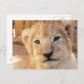 Niedlich Lion Cub Postkarte (Vorne/Hinten)