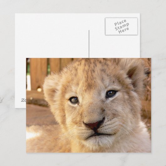 Niedlich Lion Cub Postkarte (Vorne/Hinten)