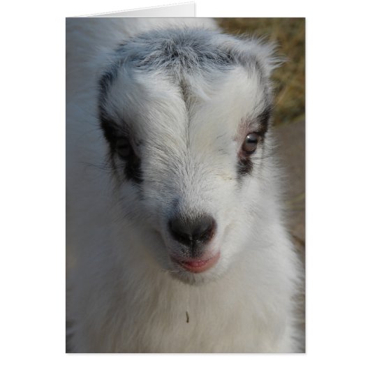 Niedlich Little Amigo (Vorne)