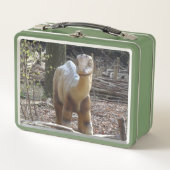 Niedlich Little Beige Dinosaurier Lunchbox (Vorderseite)