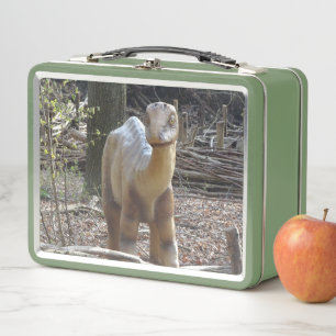 Niedlich Little Beige Dinosaurier Lunchbox