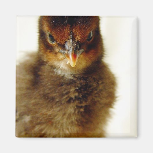 Niedlich Little Chick Magnet (Vorne)