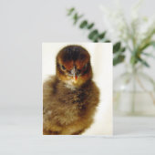 Niedlich Little Chick Postkarte (Stehend Vorderseite)