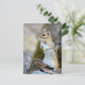 Niedlich Little Chipmunk auf Alert Postkarte (Stehend Vorderseite)