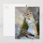 Niedlich Little Chipmunk auf Alert Postkarte (Vorne/Hinten)