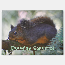 Niedlich Little Douglas Squirrel Wildlife Foto Magnet