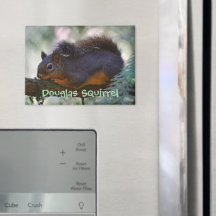 Niedlich Little Douglas Squirrel Wildlife Foto Magnet