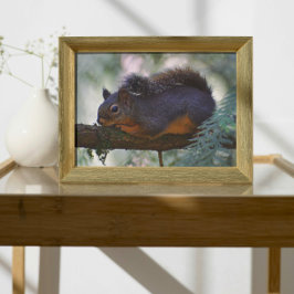 Niedlich Little Douglas Squirrel Wildlife Fotodruck