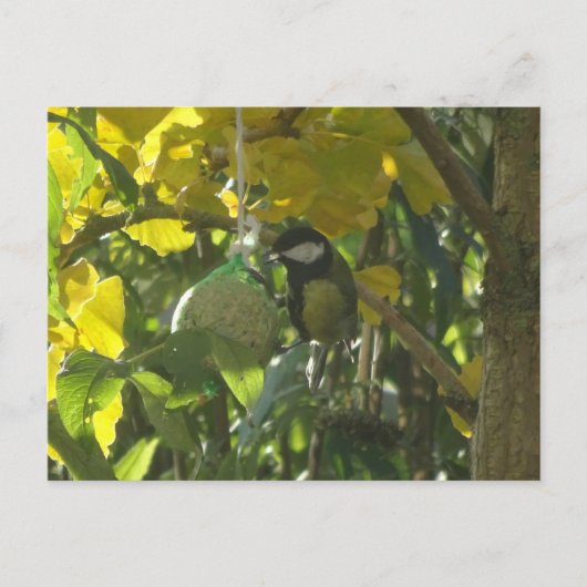 Niedlich Little Eating Bird DIY Postkarte (Vorderseite)