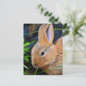 Niedlich Little Golden Bunny Postkarte (Stehend Vorderseite)