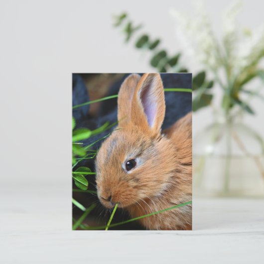 Niedlich Little Golden Bunny Postkarte (Stehend Vorderseite)