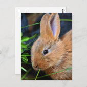 Niedlich Little Golden Bunny Postkarte (Vorne/Hinten)