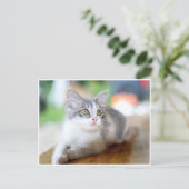 Niedlich Little Gray und White Kitten Postkarte (Stehend Vorderseite)